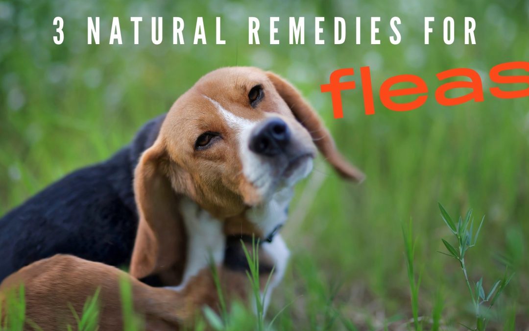 3 Natural Remedies for Fleas in Your Yard