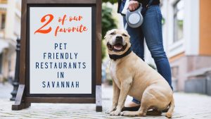 2 favorite pet friendly places in savannah