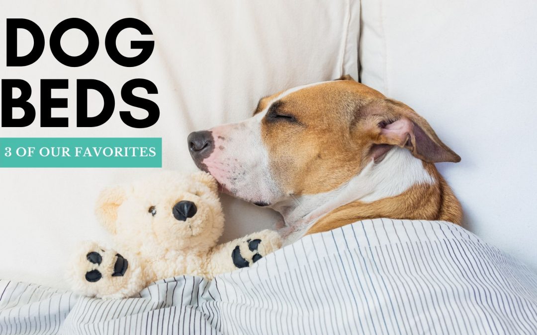 3 of Our Favorite Dog Beds