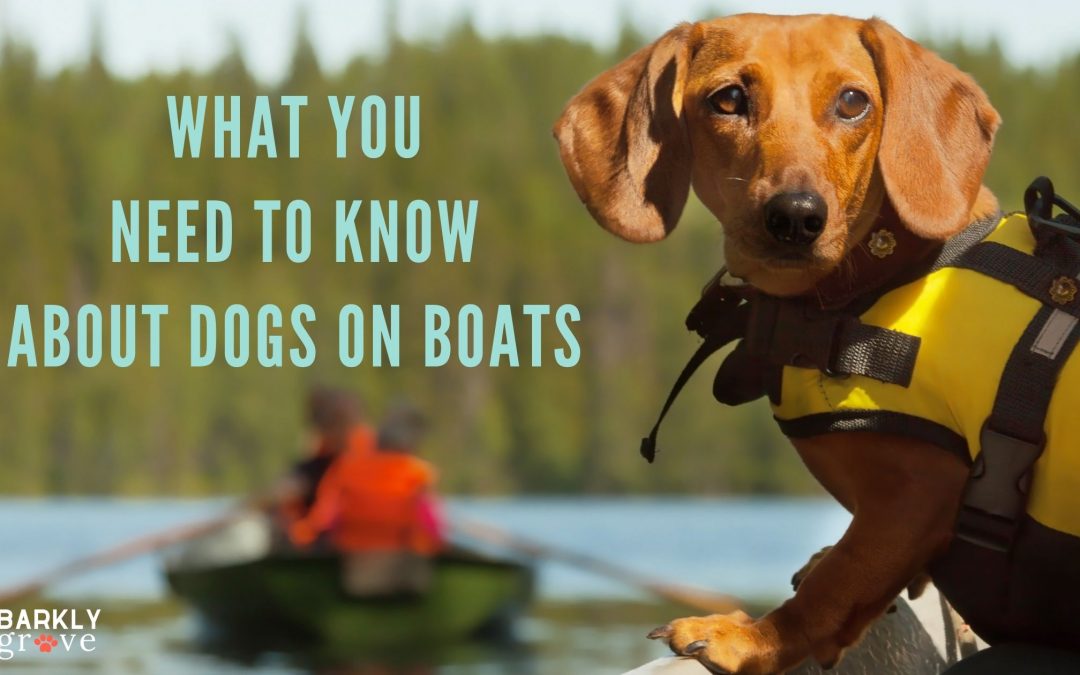What You Need to Know About Dogs on the Water